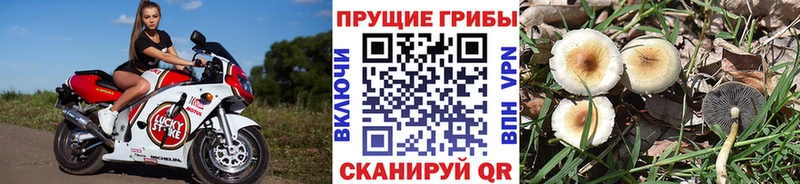 как найти   Луга  Псилоцибиновые грибы Psilocybine cubensis 